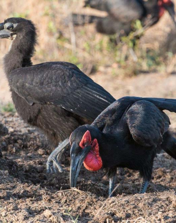 17Terry Ennever Ground Hornbill 17Terry Ennever Ground Hornbill