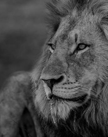 17Pravir Patel Lion01 211115 17Pravir Patel Lion01 211115