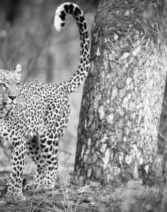 19Terry Ennever LBC 17 7 16 1