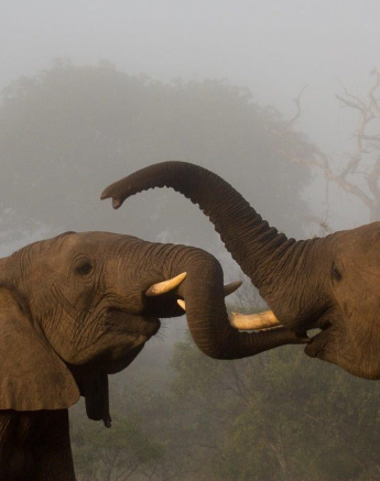 18Franscois Rosslee Elephant Mist Final 18Franscois Rosslee Elephant Mist Final
