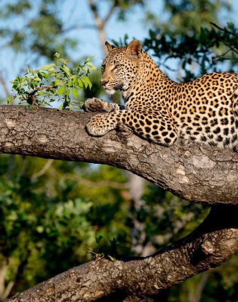 23Terry Ennever LBC Cub 17417 1 Final 23Terry Ennever LBC Cub 17417 1 Final