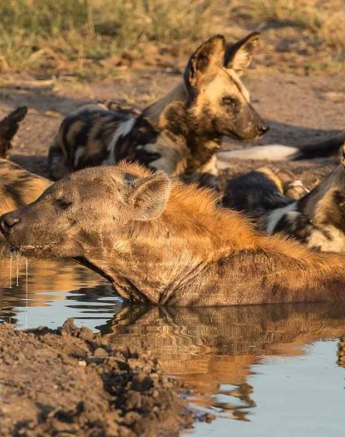 14Terry Ennever Wild Dog Hyena 9118 1 Final 14Terry Ennever Wild Dog Hyena 9118 1 Final
