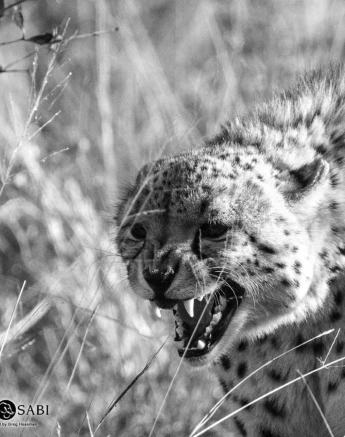 07Greg Heasman Sub Adult Male Cheetah 22 05 18 2 Final 07Greg Heasman Sub Adult Male Cheetah 22 05 18 2 Final