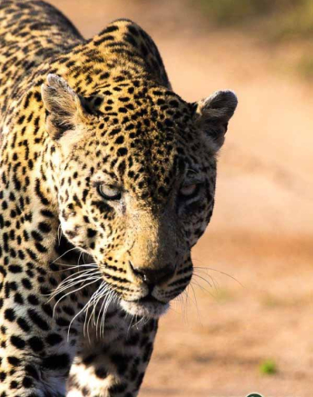 02Greg Heasman Male Leopard Kashan 23 05 18 3 Final 02Greg Heasman Male Leopard Kashan 23 05 18 3 Final