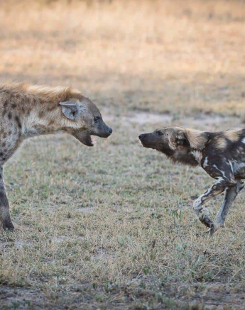 43Terry Ennever Wilddogs 2018614 Final 1