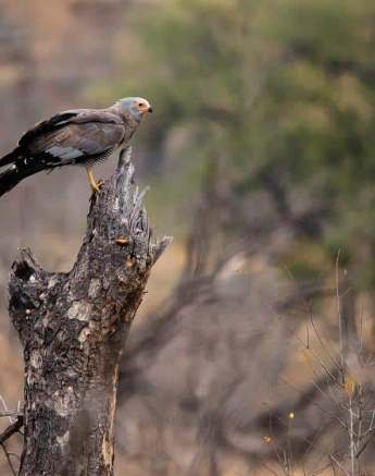 25 Kerry Lee Roberg Harrier Hawk Final