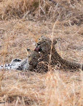 21Kevin Van Der Linde Scotia And Cub 21102019 4 Final