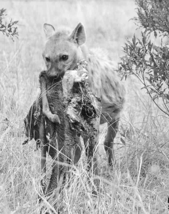 41Ronald Mutero Hyena 11112019 16 Bw Final 41Ronald Mutero Hyena 11112019 16 Bw Final