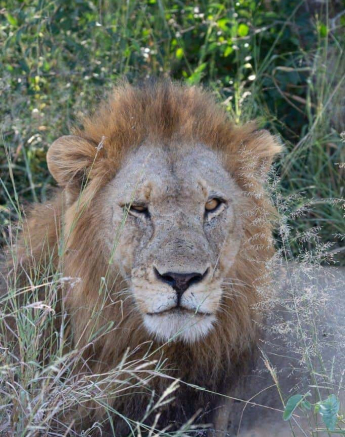 26Greg Heasman Unkown Males 26032020 1 Final 26Greg Heasman Unkown Males 26032020 1 Final