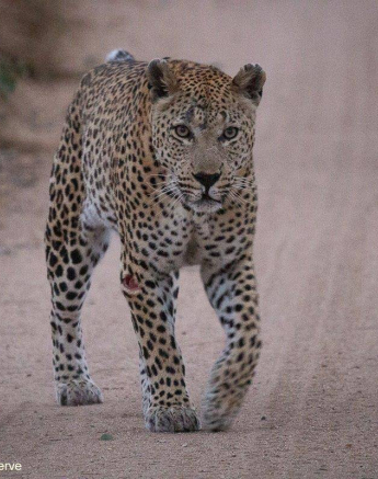 05Greg Heasman Max 09062020 Final