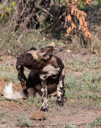 11Greg Heasman Wilddogs 01112020 Final