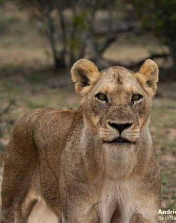 12andries Lioness.styx 161220 1 Final 12andries Lioness.styx 161220 1 Final