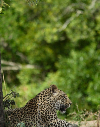 A13Ally Ross 20221012 Ntumi Cub 03 Final