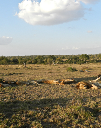Sleeping Lions Sleeping Lions
