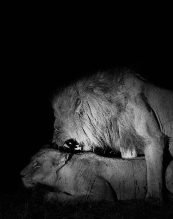06Mike Palmer Lion01 06Mike Palmer Lion01