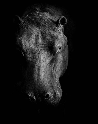 05Mike L Hippo Art 2 05Mike L Hippo Art 2