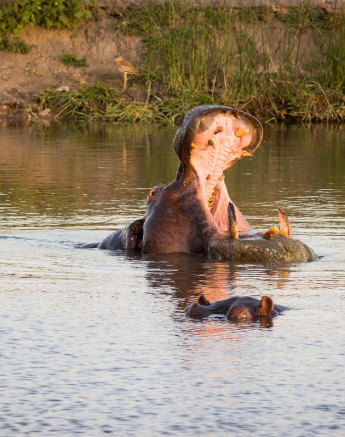 22Franscois Rosslee Tooth2