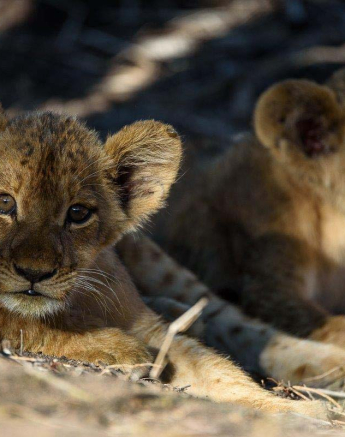 16Mike Palmer SP Cubs 050316 3