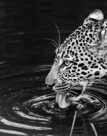 05Terry Ennever Hlarulini1 11 3 16