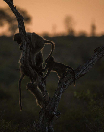 07Sheldon Hooper Baboon 3 07Sheldon Hooper Baboon 3