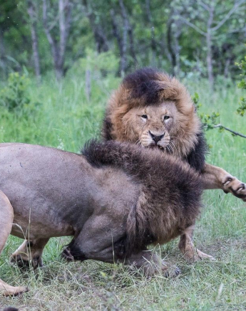 36Terry Ennever Charlstons 12117 6 Final