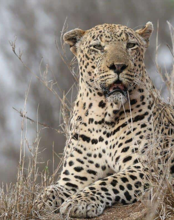 14Ally Ross 20181127 Xovo Male 01  Final