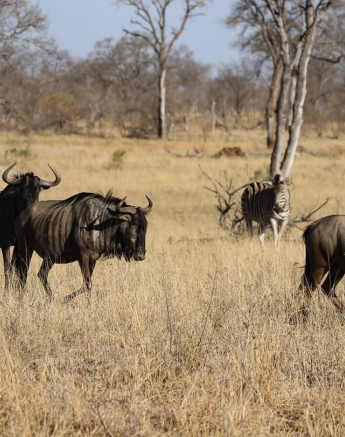 02Louise Murray Wildebeest Final