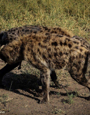 14Rebecca Boshoff Hyaena 22 Final 14Rebecca Boshoff Hyaena 22 Final