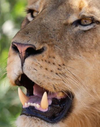 16Louise Murray Sand River 22042020 3 Final