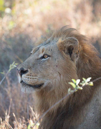 31Greg Heasman Nwas 07062020 1 Final