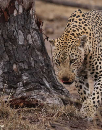 22Marco Vietti Xovo 1 270820 FINAL