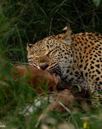 22Amy Leigh Leopard Nsumi Cub 2 240321 Final 22Amy Leigh Leopard Nsumi Cub 2 240321 Final