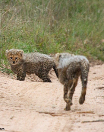 A02Daniel Greyvenstein Cheetah And Cubs 200527 6 2 Final A02Daniel Greyvenstein Cheetah And Cubs 200527 6 2 Final