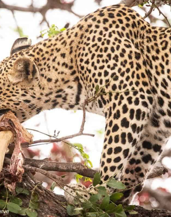 47andries Leopard.ntsumi 150920 1 Final 47andries Leopard.ntsumi 150920 1 Final