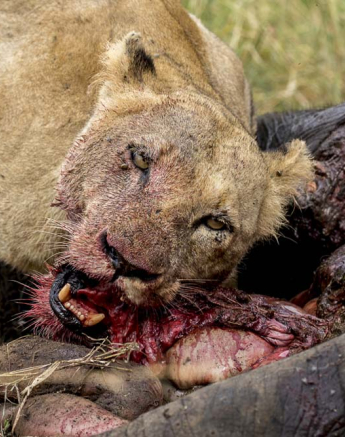 Kyle SRM Males And SP Females 8 Kyle SRM Males And SP Females 8