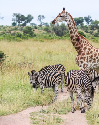 1495401 807013349346318 159021035551203197 O