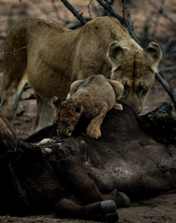 25Sheldon Hooper Sp On Buff Final