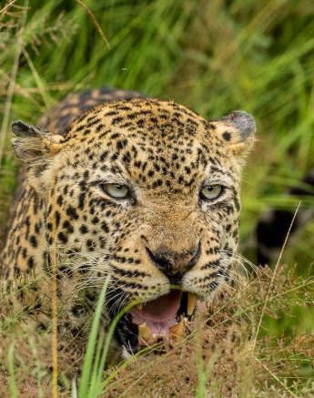 02Kyle 19 March Kashane And Kigelia Mating 4 Final