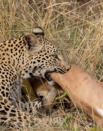 06Kyle 4 Nov Ntsumi Kill Final 06Kyle 4 Nov Ntsumi Kill Final
