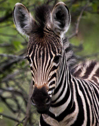 05Kevan Dobbie Zebra Foal 0712 2 Final 05Kevan Dobbie Zebra Foal 0712 2 Final