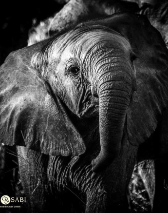 34Kevan Dobbie Elephant Herd 290418 2 Final 34Kevan Dobbie Elephant Herd 290418 2 Final