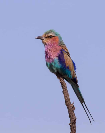 39Frederik Aucamp Lilac Breasted Roller 28 10 2018 Final 39Frederik Aucamp Lilac Breasted Roller 28 10 2018 Final