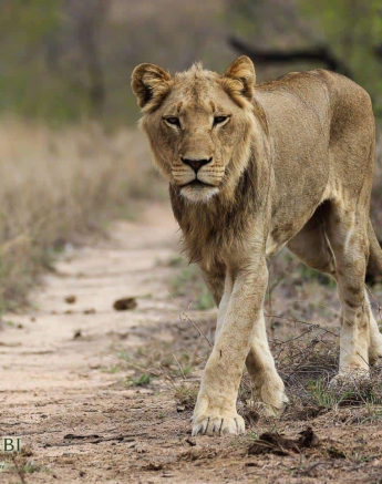 22Louise Murray SP 24112018 2 Final