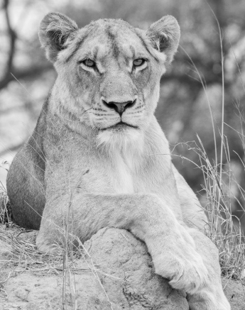 20Kevin Van Der Linde Lion SP 31102019 2 Final 20Kevin Van Der Linde Lion SP 31102019 2 Final