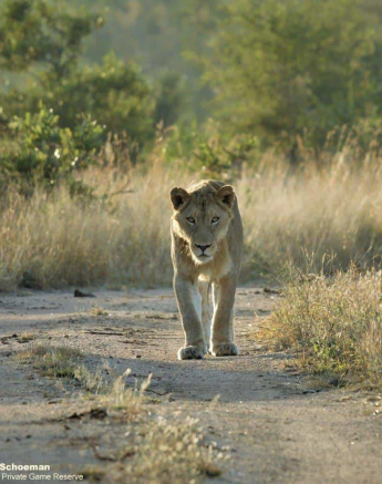 17Stefan Schoeman Nkuhuma Styx 28052020 2 Final