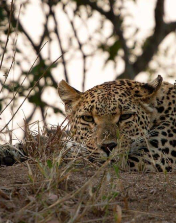 40Amy Roberts Leopard Ntsumi 1 040920 Final 40Amy Roberts Leopard Ntsumi 1 040920 Final