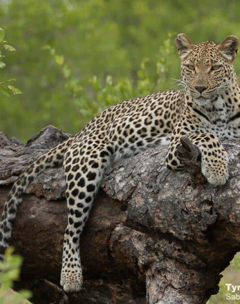 22Tyron Van Der Walt Ntsumi 211120 1 Final 22Tyron Van Der Walt Ntsumi 211120 1 Final