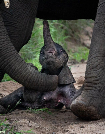 B02ronald Mutero Elephant 27112021 2 Final