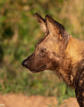 A20ronald Mutero Wild Dog 17052022  2 Final A20ronald Mutero Wild Dog 17052022  2 Final