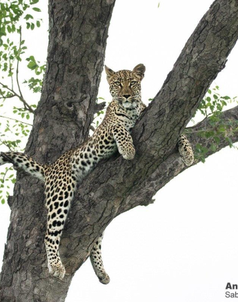 A29andries Leopard.ntsumicub 271221 7 Final A29andries Leopard.ntsumicub 271221 7 Final